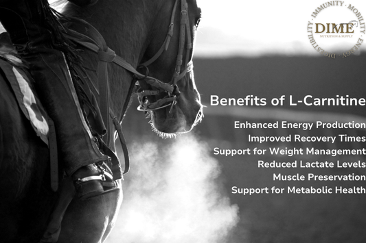 The Benefits of L-Carnitine Supplements for Horses