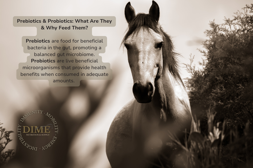 Prebiotics & Probiotics: What Are They & Why Feed Them?
